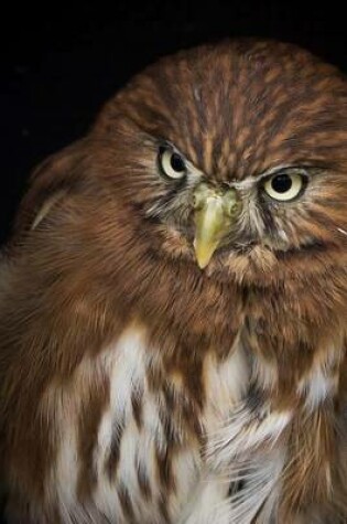 Cover of Website Password Organizer a Beautiful Portrait of a Pygmy Owl