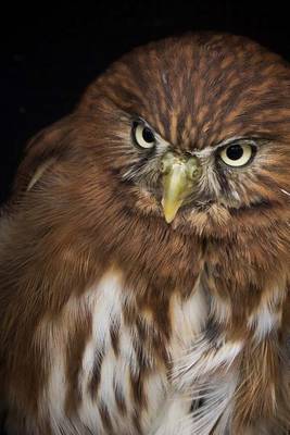 Book cover for Website Password Organizer a Beautiful Portrait of a Pygmy Owl