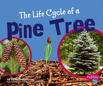 Book cover for The Life Cycle of a Pine Tree