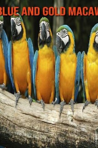 Cover of Blue and Gold Macaw