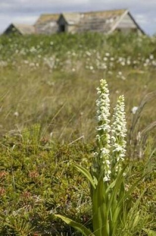 Cover of White Bog Orchid, for the Love of Flowers