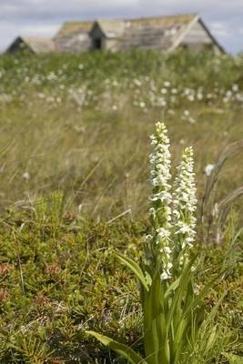 Book cover for White Bog Orchid, for the Love of Flowers