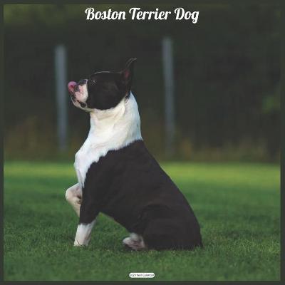Book cover for Boston Terrier Dog 2021 Wall Calendar