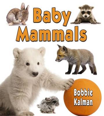 Book cover for Baby Mammals