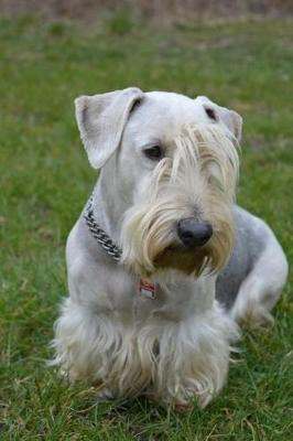 Book cover for Cesky Terrier in the Grass Journal