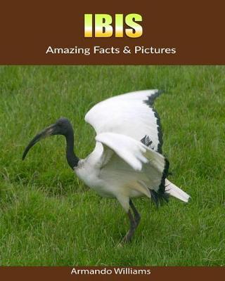 Book cover for Ibis