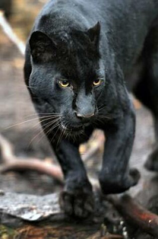 Cover of Black Leopard on the Prowl Journal