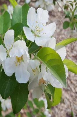 Cover of Springtime 2019 Daily Planner Open Flowering Tree Buds 384 Pages