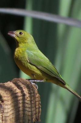 Book cover for Painted Bunting (Passerina Ciris) Bird Journal