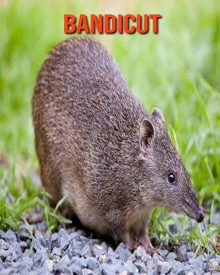 Book cover for Bandicut