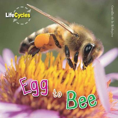 Book cover for Egg to Bee