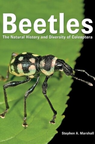 Cover of Beetles