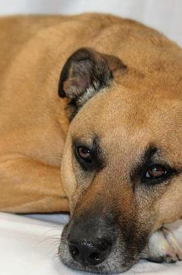 Book cover for Black Mouth Cur Dog Laying Down Journal