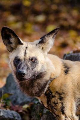 Book cover for An African Hunting Dog on Patrol