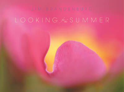 Book cover for Looking for the Summer