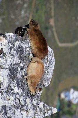 Book cover for Cute Pair of Procavia Capensis Cape Hyrax Sunning on a Rock Cliff Journal