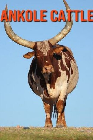 Cover of Ankole Cattle