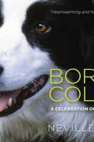 Cover of Border Collie