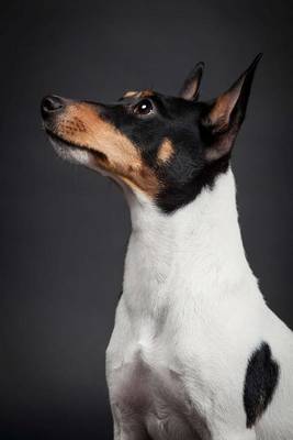 Book cover for The Toy Fox Terrier Dog Journal