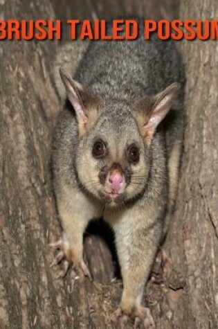 Cover of Brush Tailed Possum