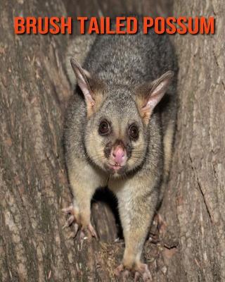 Book cover for Brush Tailed Possum