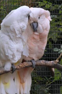 Book cover for Cute Pair of Mated Cockatoo Birds Journal