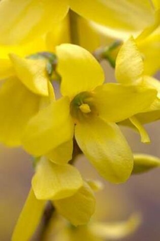 Cover of Beautiful Yellow Forsythia Flower Blooms Journa