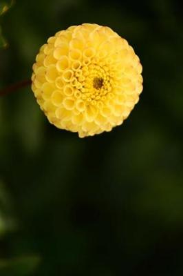 Book cover for Yellow Dahlia Flower Starting to Bloom Journal