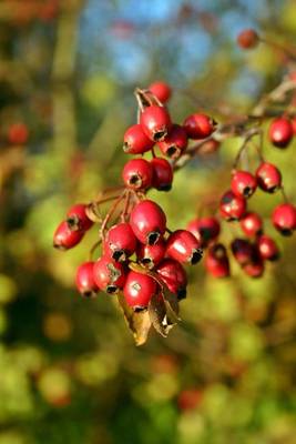 Book cover for Red Hawthorn Berries Journal