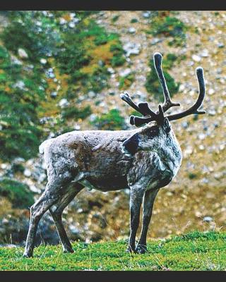 Book cover for Caribou Reindeer Lovers Journal