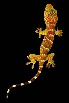 Book cover for Gecko on a Black Background Journal