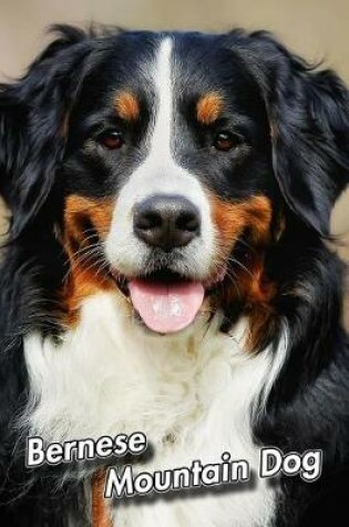 Cover of Bernese Mountain Dog