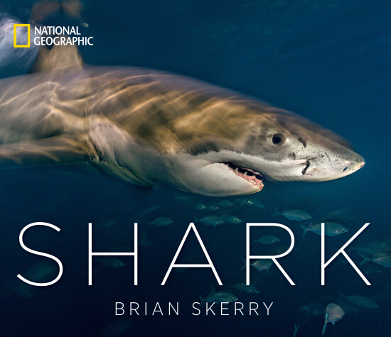 Book cover for Shark