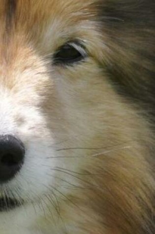 Cover of Cute Little Shetland Sheepdog