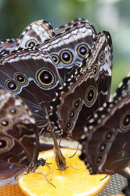 Book cover for Common Morpho Peleides Butterfly, for the Love of Nature