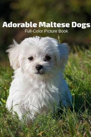 Cover of Adorable Maltese Dogs Full-Color Picture Book