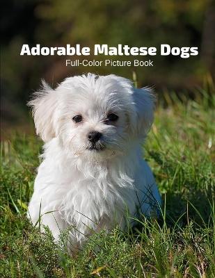 Book cover for Adorable Maltese Dogs Full-Color Picture Book