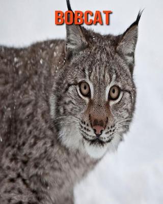 Book cover for Bobcat