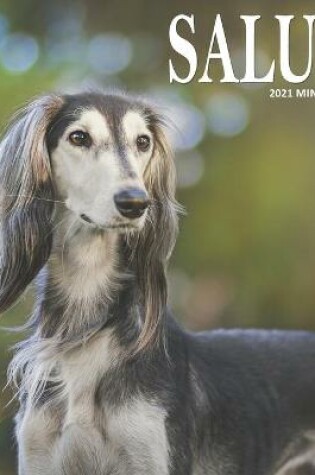 Cover of Saluki