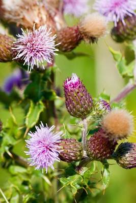 Book cover for Blooming Thistle, for the Love of Flowers