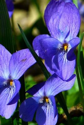 Book cover for Very Pretty Purple Violet Cluster, for the Love of Flowers