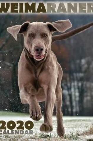 Cover of Weimaraner 2020 Calendar