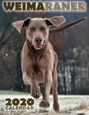 Book cover for Weimaraner 2020 Calendar