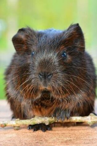 Cover of A Gold Agouti Guinea Pig Journal