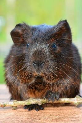 Book cover for A Gold Agouti Guinea Pig Journal