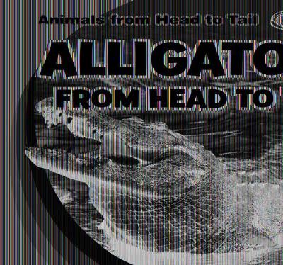 Cover of Alligators from Head to Tail