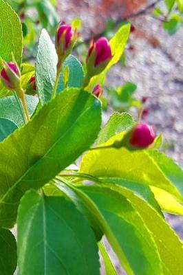 Cover of Flowering Tree Leaves Flower Buds Journal