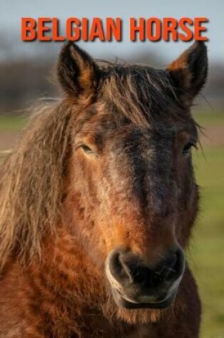 Cover of Belgian Horse