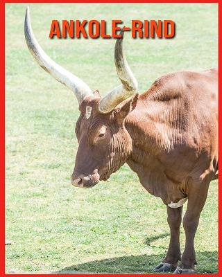 Book cover for Ankole-Rind