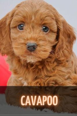 Book cover for Cavapoo